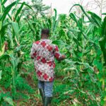 Ko Afrika gali pasimokyti iš Zambijos tuščių pesticidų konteinerių tvarkymo