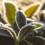 Papildoma parama derliaus apsaugai nuo ekstremalių klimato reiškinių