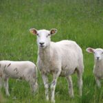 Savanoriškai avių vakcinacijai – 300 tūkst. eurų parama