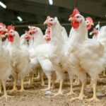 Japonija atšaukė ribojimus lietuviškai paukštienai ir kiaušinių produktams