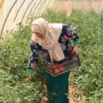 Biopesticides: Supporting Sustainable Agriculture in Jordan