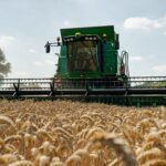 Pratęstas posėlio įsėjimo terminas – jį galima sėti ir į